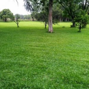 Grama Zeon Zoysia en venta en Panamá