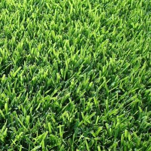 Venta Toro Zoysia Grama Panama