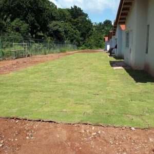 Gramas Cultivadas en Panama