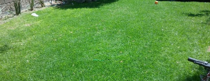 Beneficios del pasto natural en Panamá