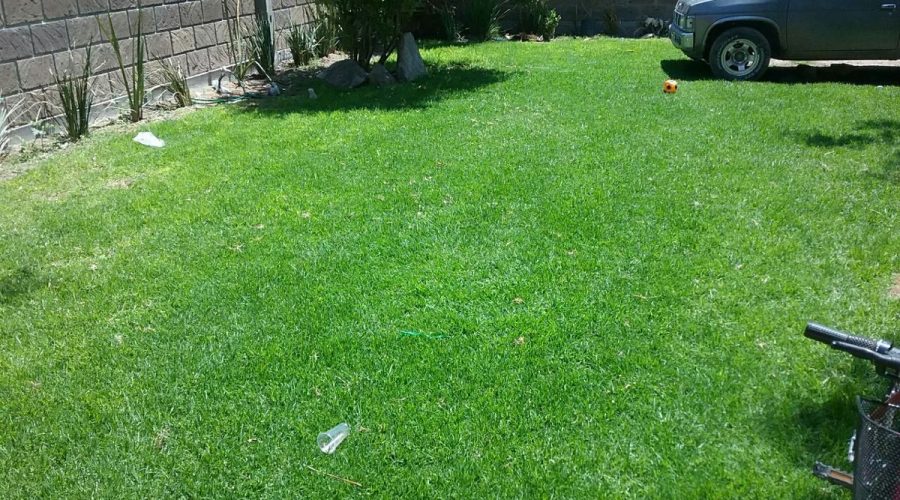 Beneficios del pasto natural en Panamá