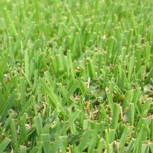 venta de grama Zoysia en Panamá