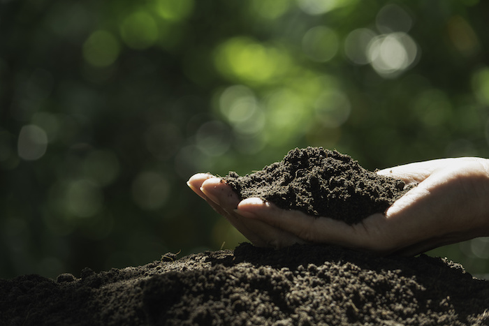 conozca más acerca de la tierra para la grama en Panamá adecuada para su jardín o proyecto de siembra de plantas.