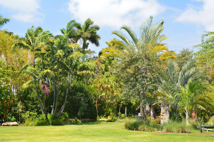 mejor grama para jardín en Panamá