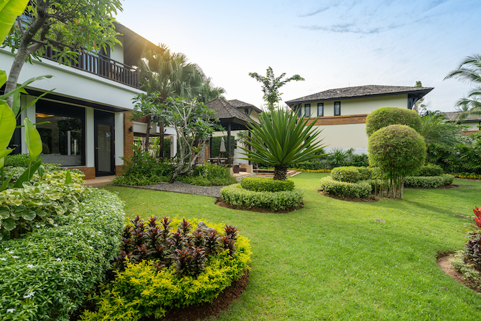 plantas decorativas en Panamá