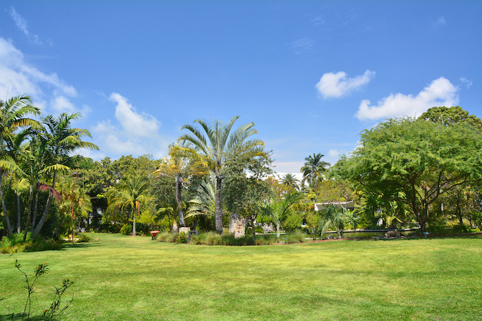 plantas para el jardín en Panamá