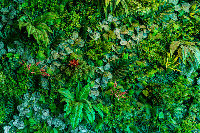 plantas de jardín comercial en Panamá